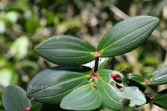 Medinilla malabarica